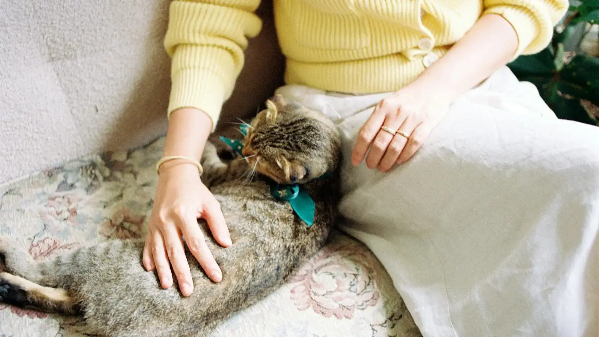 a cat lying on a person's lap