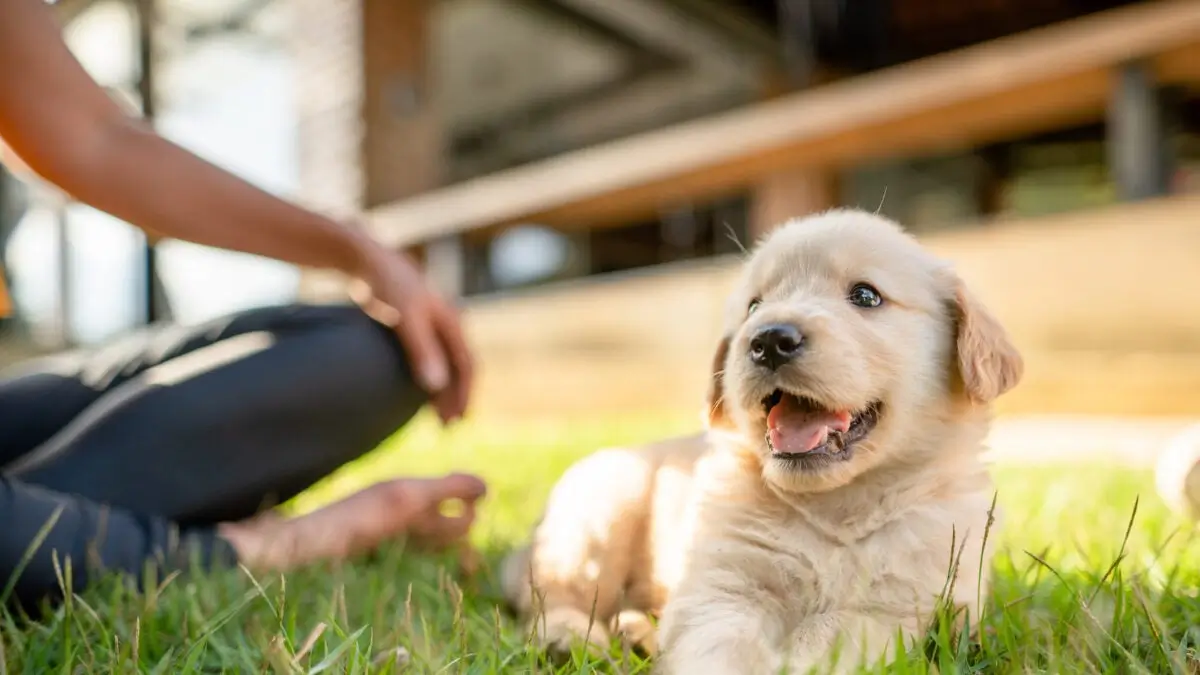 pet insurance for dogs in Branson, MO