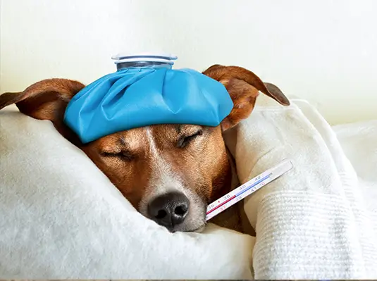 Pet insurance coverage for a dog with a fever in Branson, MO