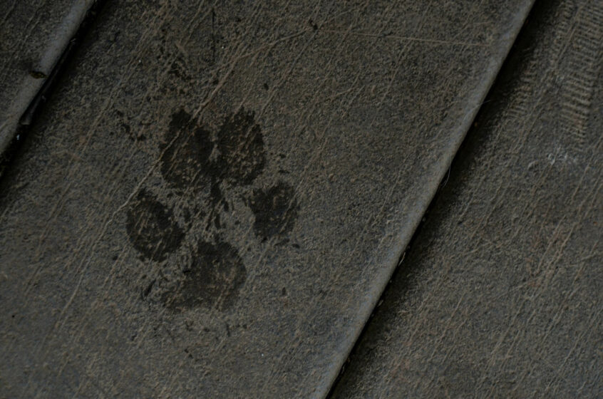 Pet Insurance Cremation Cost in Branson, MO